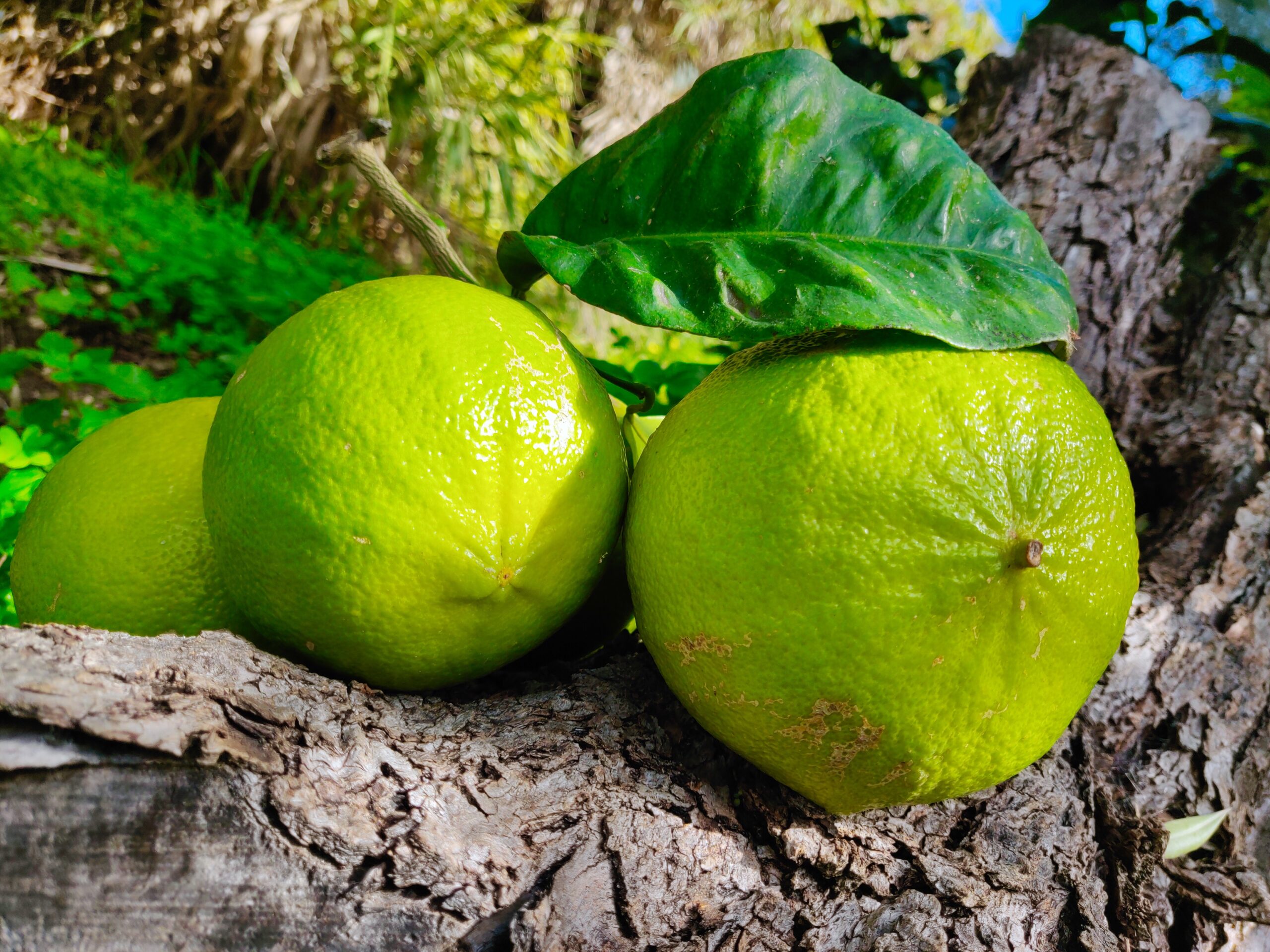 Il Bergamotto Di Reggio Calabria, L’agrume Delle Meraviglie - Gusto ...